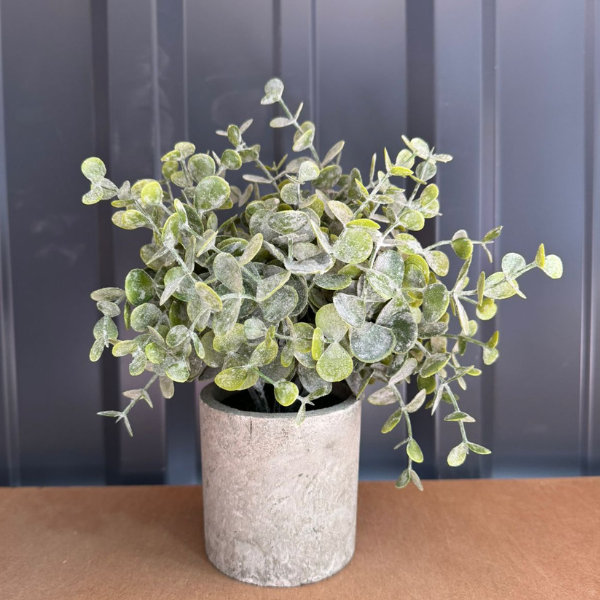 Plantas con macetero
